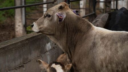 EU suaviza prohibición a ganado mexicano por gusano barrenador; carne no bajaría de precio.