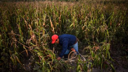 Agroexportaciones en T-MEC: El CNA solicita eliminar propuesta de temporalidad