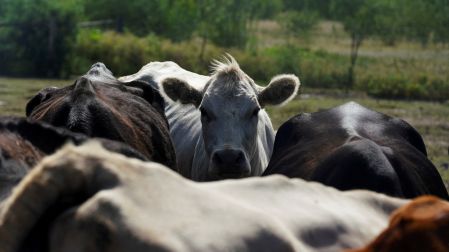 USDA despliega trampas y controles en La Pryor para contener al gusano barrenador.