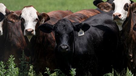 Las autoridades estadunidenses mantienen la vigilancia sanitaria en Texas y otras zonas del sur del país para contener cualquier posible expansión del parásito.