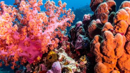 ¿Por qué son importantes los arrecifes de coral?