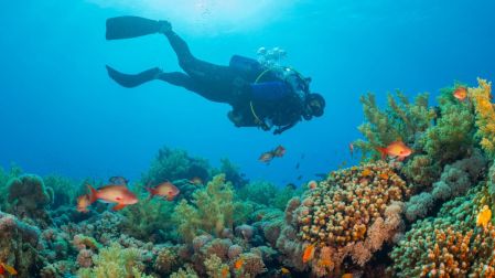 ¿Por qué son importantes los arrecifes de coral?