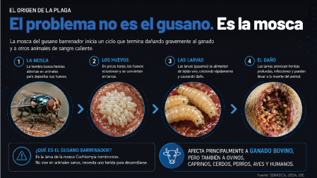 La técnica de la mosca estéril ha sido eficaz contra el gusano barrenador.