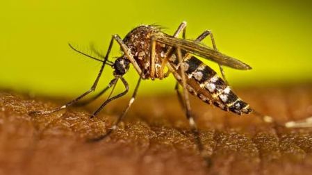 Mosquito del dengue