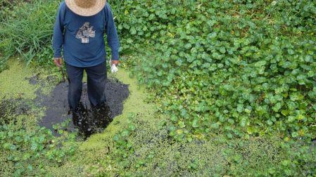 Historia de las chinampas, un sistema que se mantiene vivo y cómo protegerlo