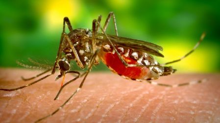 Dengue, zika y chikungunya cómo distinguir sus síntomas