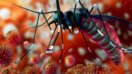 Dengue, zika y chikungunya cómo distinguir sus síntomas