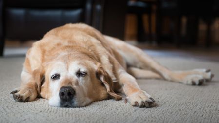 Cómo despedirse de un perro_La importancia de un adiós digno y cómo afrontar el duelo
