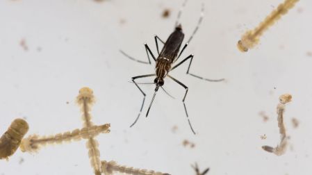 Cómo eliminar los criaderos de mosquitos del dengue en casa