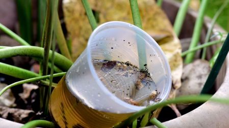 Cómo eliminar los criaderos de mosquitos del dengue en casa