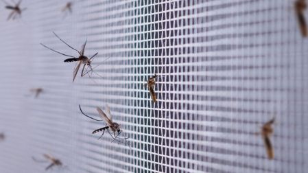 Cómo eliminar los criaderos de mosquitos del dengue en casa