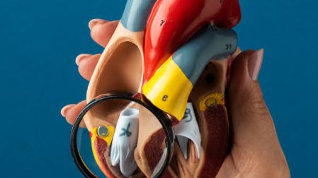 Válvulas cardiacas