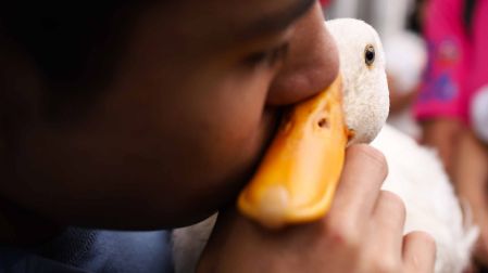 Así cambió la vida del pato Merlín tras hacerse viral en el Mundial