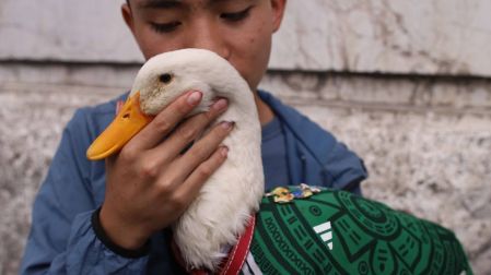 Así cambió la vida del pato Merlín tras hacerse viral en el Mundial