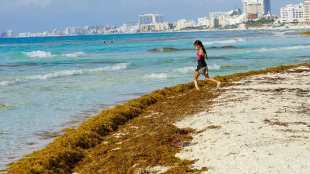 Sargazo en el Caribe mexicano