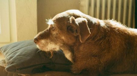 ¿Cómo saber si mi perro o gato ya está viejo y cómo cuidarlo?