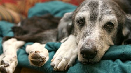 ¿Cómo saber si mi perro o gato ya está viejo y cómo cuidarlo?