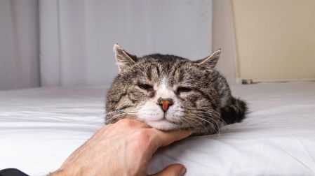¿Cómo saber si mi perro o gato ya está viejo y cómo cuidarlo?