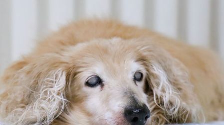 ¿Cómo saber si mi perro o gato ya está viejo y cómo cuidarlo?