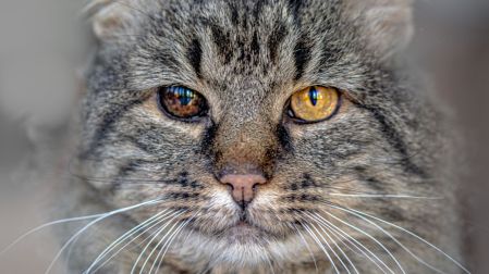 ¿Cómo saber si mi perro o gato ya está viejo y cómo cuidarlo?