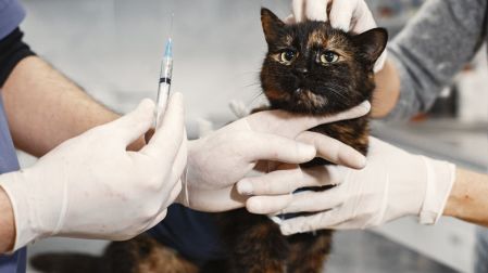 Vacuna contra la leucemia felina: para qué sirve, cuándo ponerla y costos
