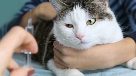 Vacuna contra la leucemia felina: para qué sirve, cuándo ponerla y costos