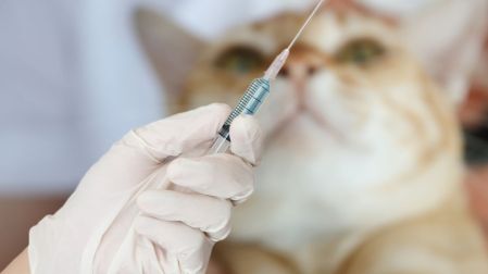 Vacuna contra la leucemia felina: para qué sirve, cuándo ponerla y costos