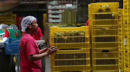 EU suspende importaciones de aguacate de Michoacán por alerta de seguridad.