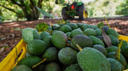 Aguacate: ¿Cuánto exporta México a Estados Unidos?