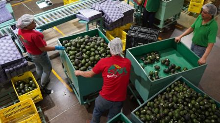 ¿Qué posición tiene México como exportador de aguacates en el mundo?
