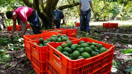 ¿Qué posición tiene México como exportador de aguacates en el mundo?