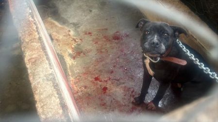 El predio quedó bajo resguardo de la FGJEM para integrar la carpeta de investigación correspondiente por el delito de maltrato animal.