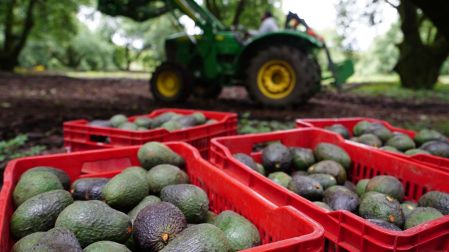 México logra acuerdo con EU para liberar más de mil toneladas de aguacate