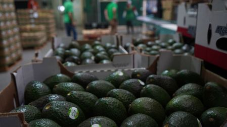 México logra acuerdo con EU para liberar más de mil toneladas de aguacate