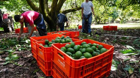 México logra acuerdo con EU para liberar más de mil toneladas de aguacate