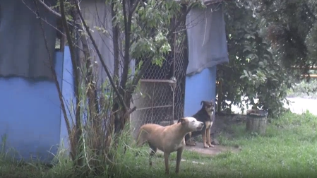 En completo abandono quedaron las jaulas de un albergue improvisado denominado "La Granjita".
