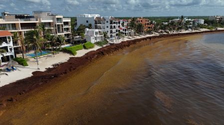 Llegada de sargazo a Quintana Roo