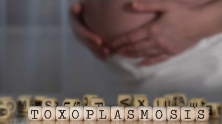 Cómo se contagia la toxoplasmosis en el embarazo Los gatos no son el principal riesgo_1