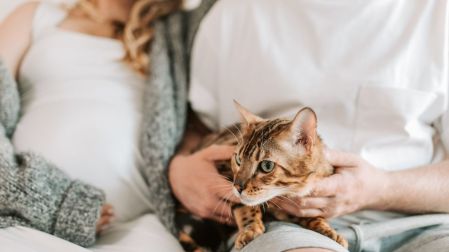 Cómo se contagia la toxoplasmosis en el embarazo Los gatos no son el principal riesgo_1