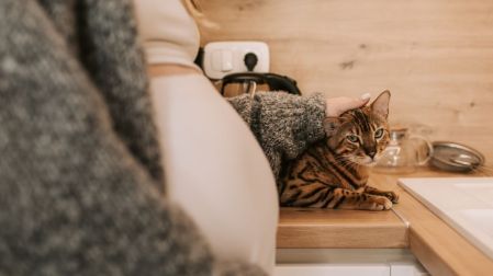 Cómo se contagia la toxoplasmosis en el embarazo Los gatos no son el principal riesgo_1
