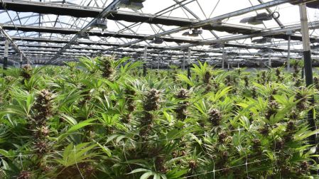Cannabis y brotes psicóticos: cuál es la relación y por qué el riesgo no es igual para todos