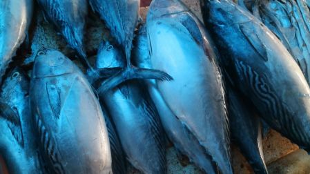 Japón y México acuerdan aumentar 25% la pesca de atún rojo en el Pacífico.