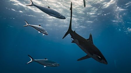 Japón y México acuerdan aumentar 25% la pesca de atún rojo en el Pacífico.