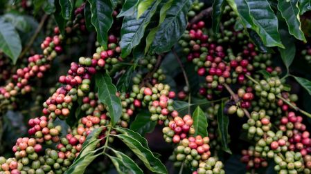 El Niño pone en riesgo cultivos de materias primas en el mundo, ¿cuáles son?