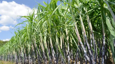 El Niño pone en riesgo cultivos de materias primas en el mundo, ¿cuáles son?