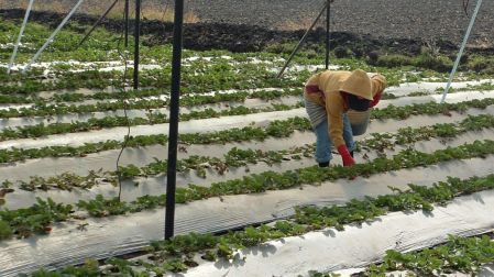 CNA rechaza investigación antidumping de fresa; en riesgo 5 mil productores mexicanos