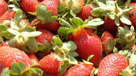 CNA rechaza investigación antidumping de fresa; en riesgo 5 mil productores mexicanos