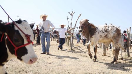 Frontera de EU se abre al ganado mexicano, pero persiste presencia de gusano barrenador
