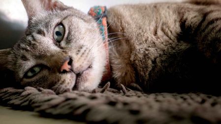 Señales de demencia senil y disfuncion cognitiva en perros y gatos