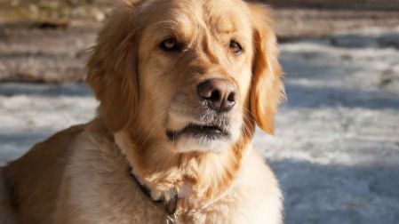 Señales de demencia senil y disfuncion cognitiva en perros y gatos